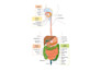 help you with biology with diagrams